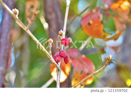 晩秋の赤いサンシュユの実（秋、十一月） 121359702