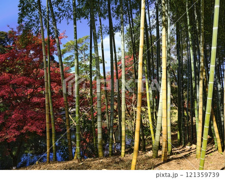 後楽園の竹林　紅葉 121359739