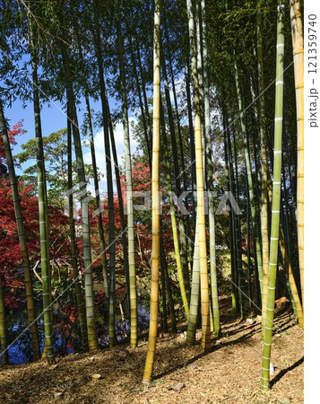 後楽園の竹林 紅葉 後楽園の竹林 紅葉 121359740