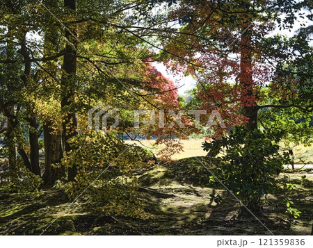 岡山 後楽園 紅葉 121359836