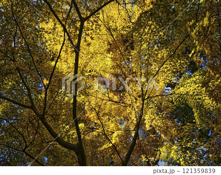 岡山 後楽園 紅葉 121359839
