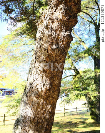 後楽園 松 後楽園 松 121359875