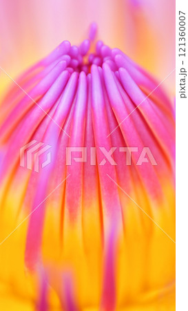 Close-up of Vibrant Water Lily - Stunning Macro Photography for Nature-Themed Decor and Botanical Studies Close-up of Vibrant Water Lily - Stunning Macro Photography for Nature-Themed Decor and Botanical Studies 121360007