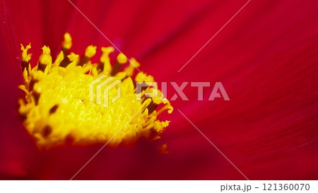 A vibrant close-up of a red flower with a bright yellow center, showcasing intricate details of its stamen and textured petals. A vibrant close-up of a red flower with a bright yellow center, showcasing intricate details of its stamen and textured petals. 121360070