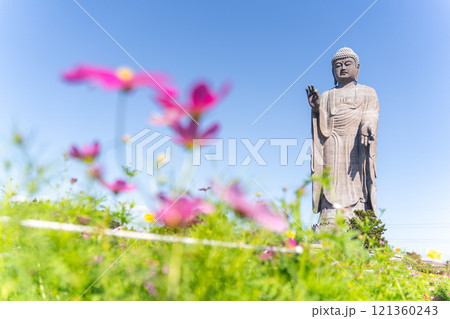 牛久大仏とコスモス畑 121360243