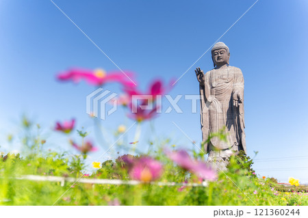 牛久大仏とコスモス畑 121360244