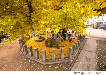 241203飛騨国分寺s068 241203飛騨国分寺s068 121360248