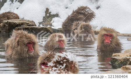 スノーモンキー（地獄谷野猿公苑） 121360404