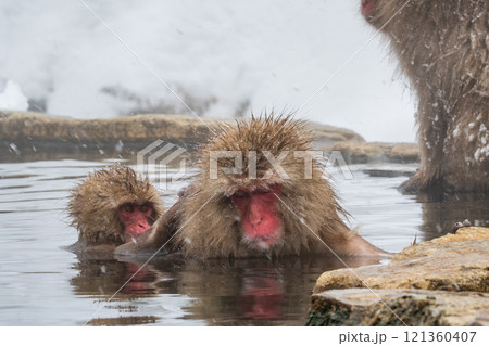スノーモンキー(地獄谷野猿公苑) スノーモンキー(地獄谷野猿公苑) 121360407