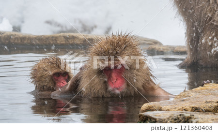 スノーモンキー(地獄谷野猿公苑) スノーモンキー(地獄谷野猿公苑) 121360408