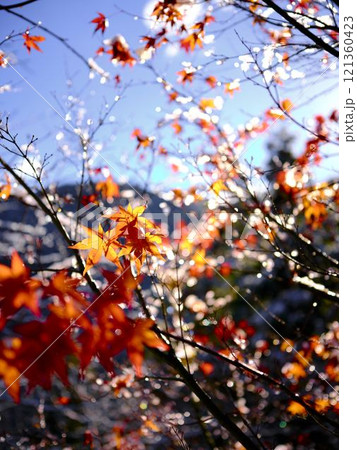 雪の降った祖谷 121360423