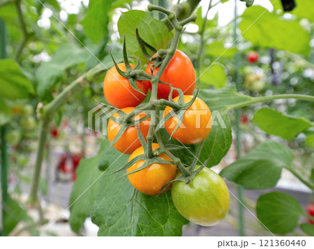 ミニトマトのハウス栽培 121360440