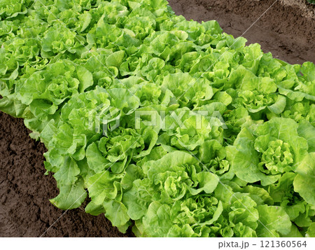 小白菜の栽培 小白菜の栽培 121360564