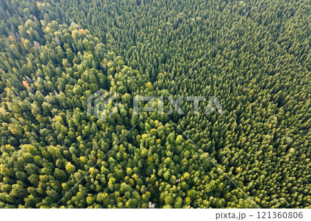 Aerial view of green pine forest with dark spruce trees. Nothern woodland scenery from above Aerial view of green pine forest with dark spruce trees. Nothern woodland scenery from above 121360806