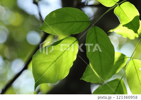 自然 植物 クロヨナ、葉は奇数羽状複葉。通常小葉は十~十五センチで五枚、卵形で薄めで波打つ 自然 植物 クロヨナ、葉は奇数羽状複葉。通常小葉は十~十五センチで五枚、卵形で薄めで波打つ 121360958