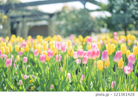 ピンクと黄色のチューリップ畑 アイスチューリップ 冬 12月 【神奈川県】 121361428