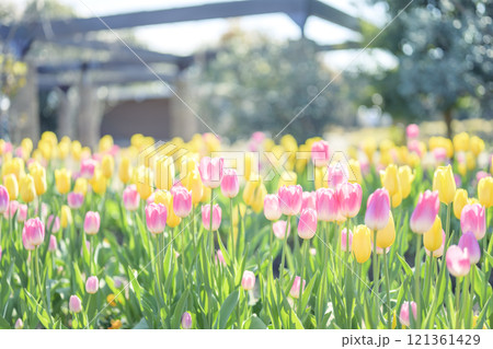 ピンクと黄色のチューリップ畑 アイスチューリップ 冬 12月 【神奈川県】 121361429