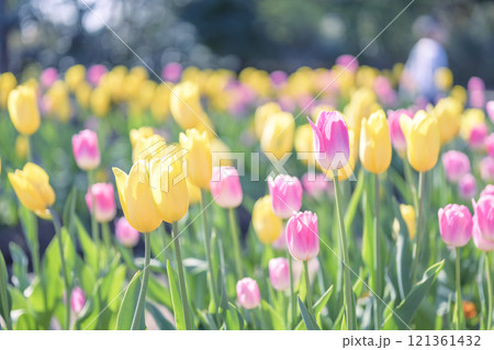 ピンクと黄色のチューリップ畑 アイスチューリップ 冬 12月 【神奈川県】 121361432