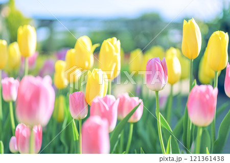 ピンクと黄色のチューリップ畑 アイスチューリップ 冬 12月 【神奈川県】 121361438