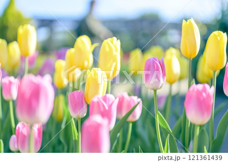 ピンクと黄色のチューリップ畑 アイスチューリップ 冬 12月 【神奈川県】 ピンクと黄色のチューリップ畑 アイスチューリップ 冬 12月 【神奈川県】 121361439