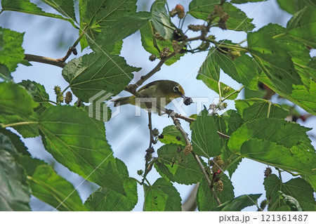 エサを咥えたメジロ。 121361487