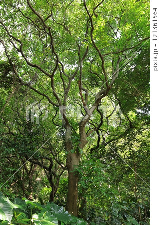 自然　植物　クロヨナ、南方系マメ科の小高木。高さ十五メートルほどになるそうです 121361564