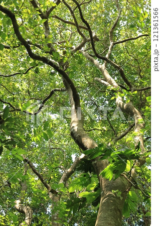 自然　植物　クロヨナ、熱帯亜熱帯に分布するマメ科植物。豆果から採れる油は様々な薬効があるそうです 121361566