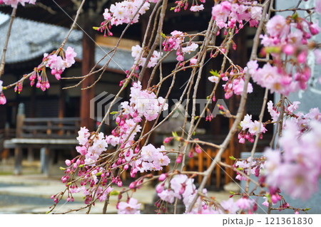 京都 妙顕寺 春の美しい境内(京都府京都市上京区) 京都 妙顕寺 春の美しい境内(京都府京都市上京区) 121361830