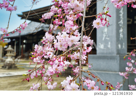 京都 妙顕寺 春の美しい境内(京都府京都市上京区) 京都 妙顕寺 春の美しい境内(京都府京都市上京区) 121361910