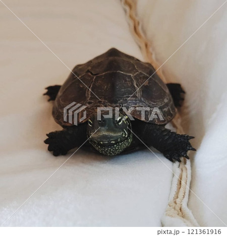 日向ぼっこするカメ 121361916