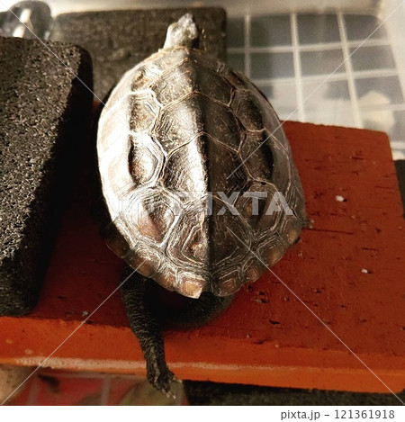 クサガメの甲羅 121361918