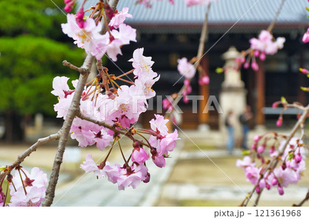 京都 妙顕寺 春の美しい境内(京都府京都市上京区) 京都 妙顕寺 春の美しい境内(京都府京都市上京区) 121361968