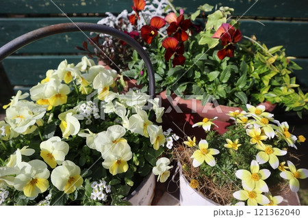 冬の花の寄せ鉢 冬の花の寄せ鉢 121362040
