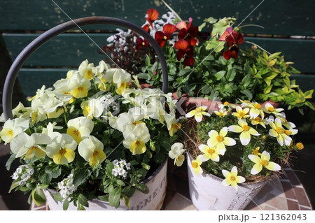 黄色い花の寄せ植え&寄せ鉢 黄色い花の寄せ植え&寄せ鉢 121362043