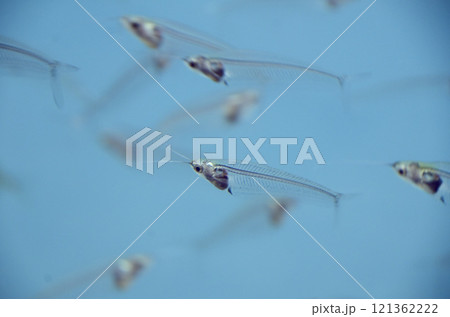 グラスキャットフィッシュ グラスキャットフィッシュ 121362222