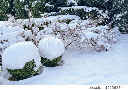 Winter garden with decorative shrubs and shaped yew and boxwood, Buxus, covered with a thick layer of white fluffy snow. Gardening concept. Winter garden with decorative shrubs and shaped yew and boxwood, Buxus, covered with a thick layer of white fluffy snow. Gardening concept. 121362244