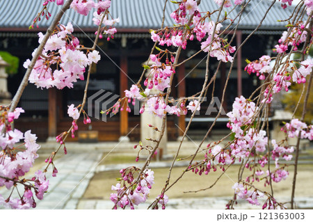 京都　妙顕寺 春の美しい境内（京都府京都市上京区） 121363003