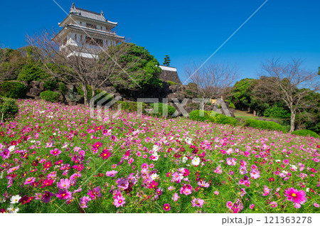 竹崎城址展望台とコスモス畑 竹崎城址展望台とコスモス畑 121363278