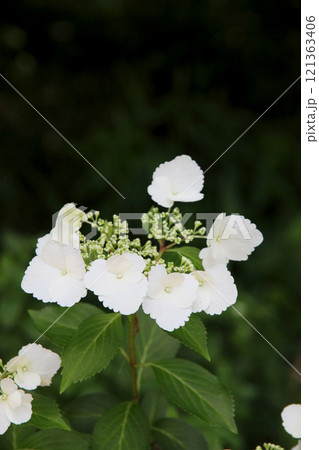 アジサイの花 アジサイの花 121363406