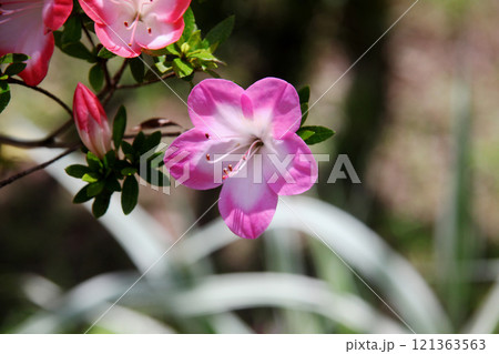 サツキ サツキ 121363563