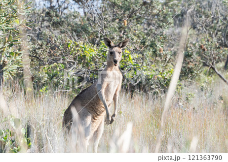 海沿いで生活するカンガルー 海沿いで生活するカンガルー 121363790