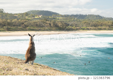 海沿いで生活するカンガルー 121363796