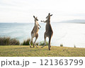 海沿いで生活するカンガルー 121363799