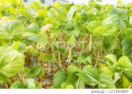 Close-up of adzuki pods growing in the farmland of Wandan, Pingtung, Taiwan. Close-up of adzuki pods growing in the farmland of Wandan, Pingtung, Taiwan. 121363807