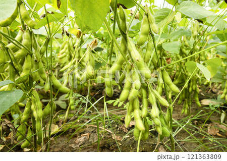 Close-up of edamame pods growing in the farmland of Wandan, Pingtung, Taiwan. 121363809