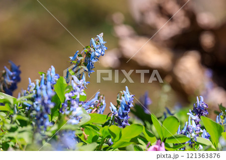 北海道平取町、早春の森を優しく彩るエゾエンゴサク【4月】 121363876