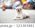 路上でおねだりする可愛いチワワ 121363881