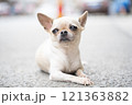 路上でおねだりする可愛いチワワ 121363882