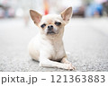 路上でおねだりする可愛いチワワ 121363883