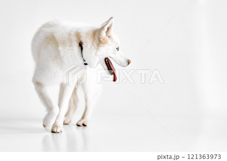 White Husky with Tongue Out in Minimalist Studio 121363973